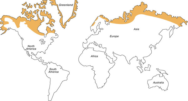 Карта распространения тундр на Земле