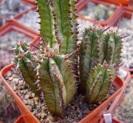 Euphorbia horrida - молочай, но очень похожий на кактус, и даже с колючками!