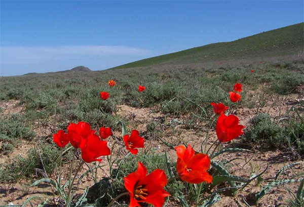 Узбекистан - пустыня весной