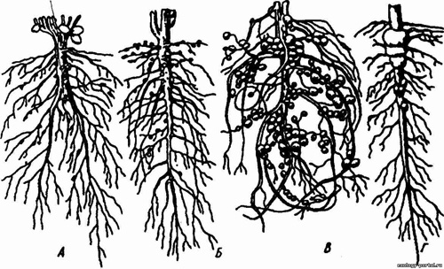 Клубеньки на корнях бобовых растений