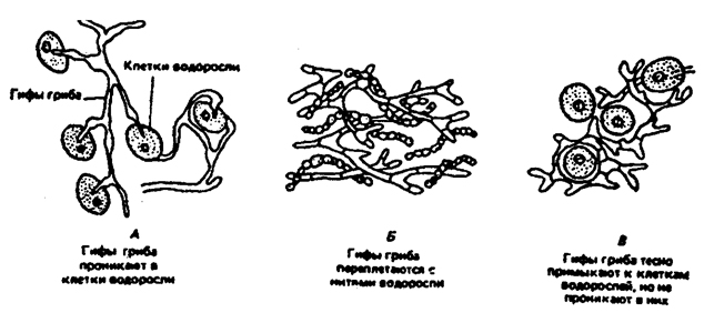 Направление эволюции от паразитизма к мутуализму у лишайников (по Е. Одуму, 1963)