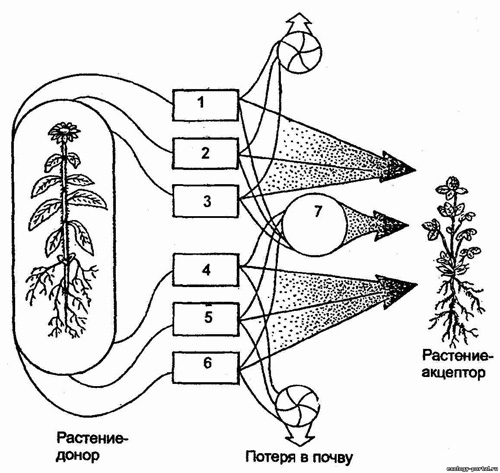 Влияние одного растения на другое (по А. М. Гродзинскому, 1965)
