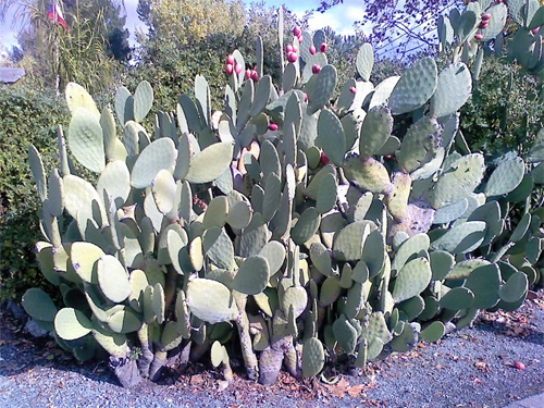 Один из видов кактусов со съедобными плодами - опунция