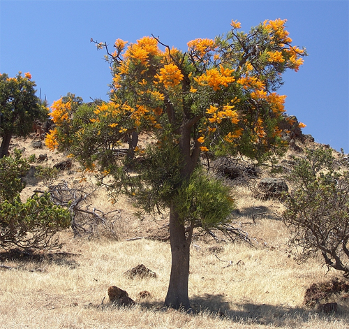   (Nuytsia floribunda)