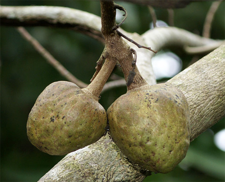   (Annona reticulata)