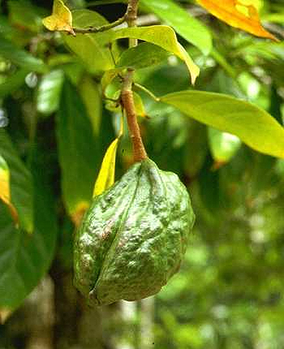 Плод вечнозеленого дерева Кола (Cola nitida)