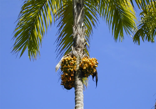 Персиковая пальма (Bactris gasipaes)