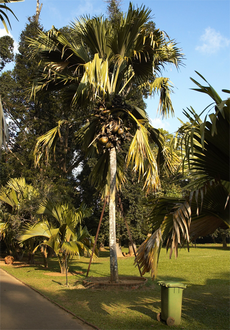 Сейшельская пальма
