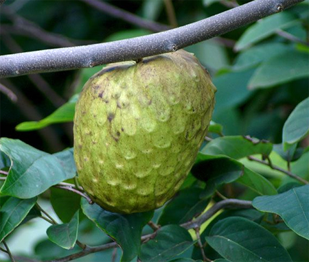   (Annona cherimola)