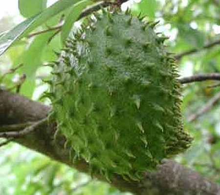   (Annona muricata)