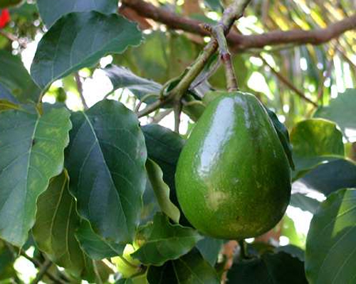 Плоды авокадо на ветке