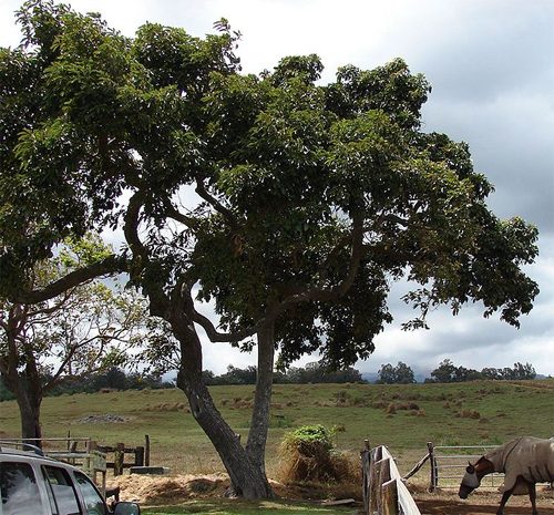 Авокадо, или Персея американская (Persea americana). Общий вид взрослого дерева. Остров Мауи, Гавайи, США