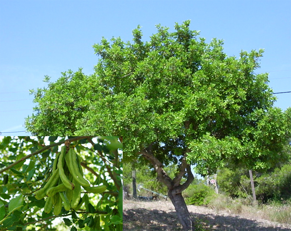 Цератония или Рожковое дерево (Ceratonia siliqua) 