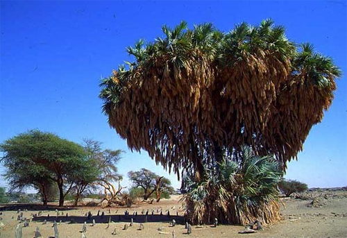 Дум-пальма - единственная ветвящаяся пальма в мире