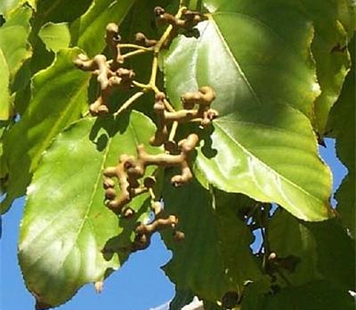 Конфетное дерево, или Говения сладкая (лат. Hovenia dulcis)