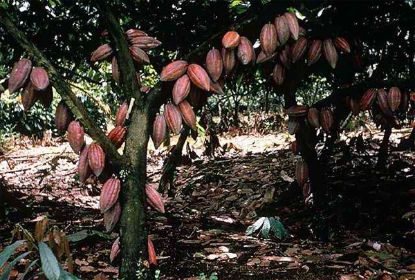     (Theobroma cacao).       .