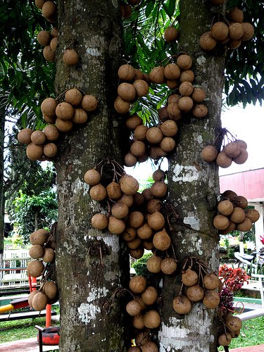 Дерево Kеппел растет в Индии,в тропических лесах Индонезии