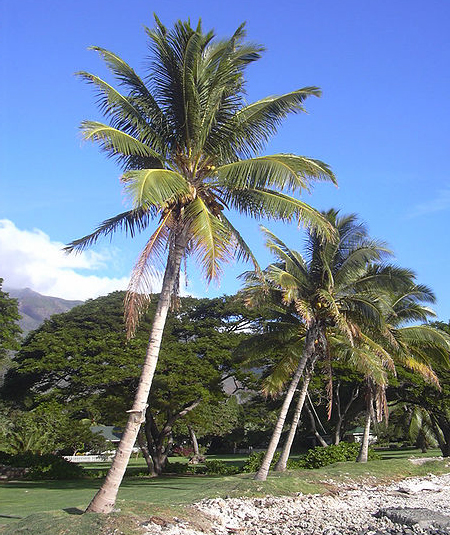 Кокосовые пальмы на острове Мауи, Гавайи