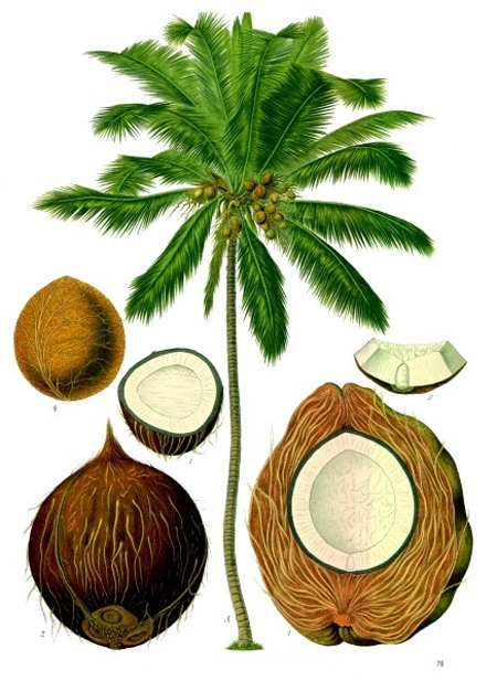 Кокосовая пальма.Ботаническая иллюстрация из книги «Köhler’s Medizinal-Pflanzen», 1887