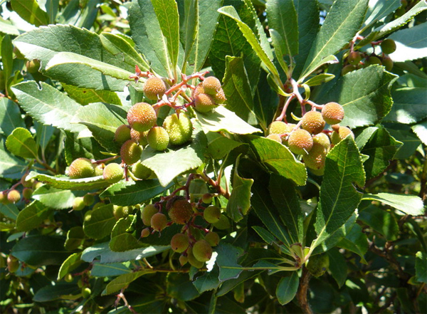   (Arbutus unedo extract)