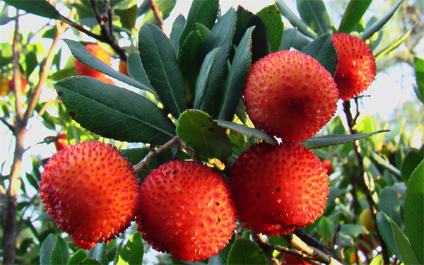   (Arbutus andrachne)