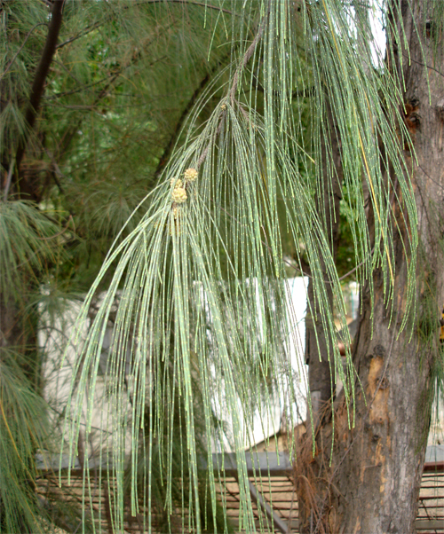  (. Casuarina)