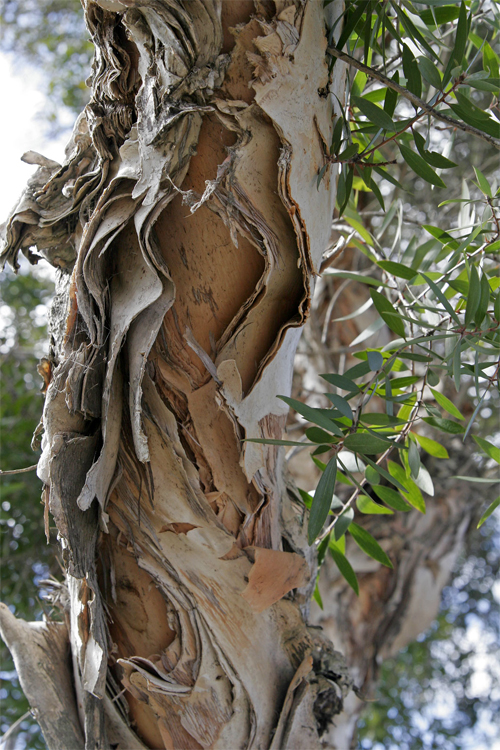 Мелалеука, или Чайное дерево (лат. Melaleuca)