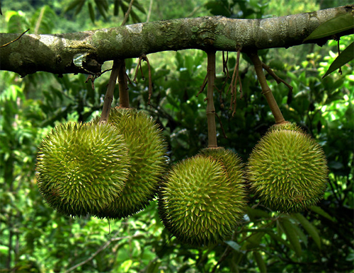 Плоды дуриана