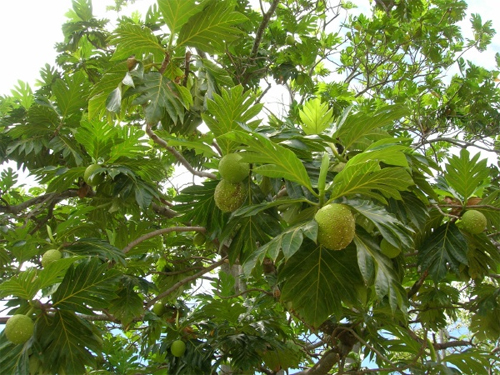 Хлебное дерево (Artocarpus altilis)