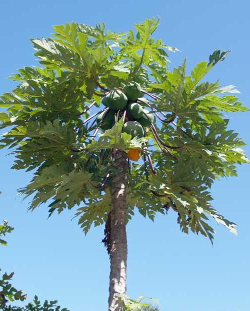 Папайя, также известная как дынное дерево (лат. Carica papaya)