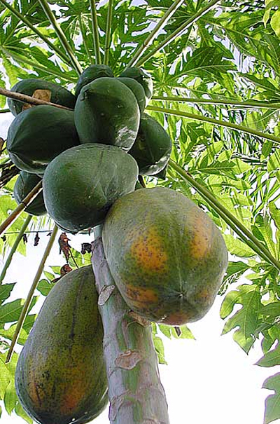Плоды папайи на дереве