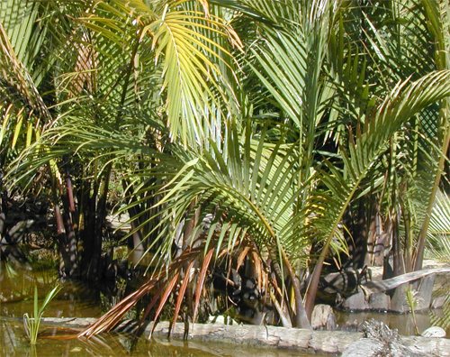Нипа кустистая, Пальма мангровая (лат. Nypa fruticans)