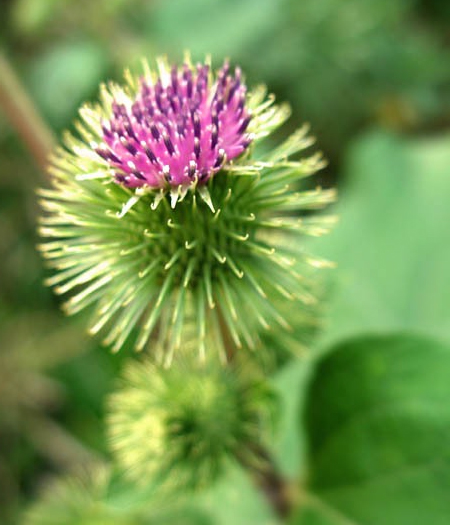  ,  ,  (Arctium lappa)