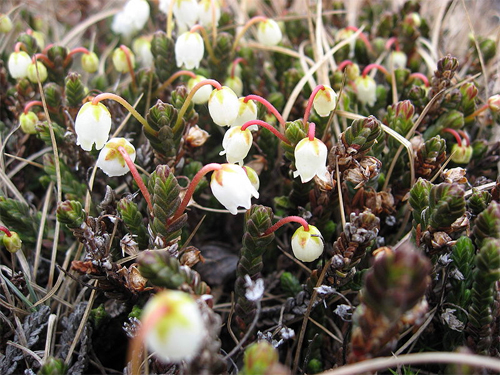   (Cassiope tetragona)