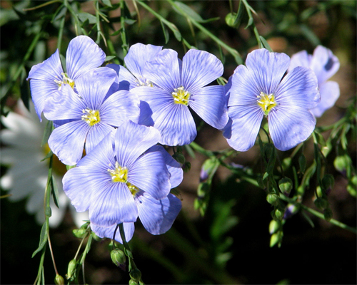 ˸  (Linum usitatissimum)