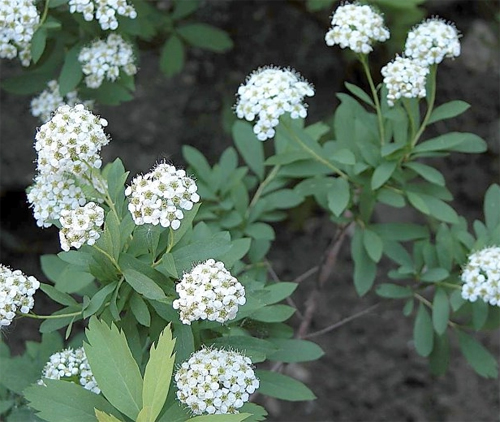  (. Spiraea)