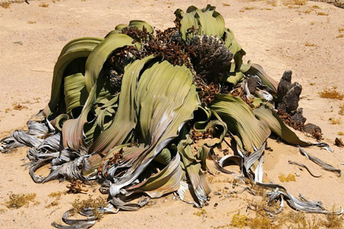   (Welwitschia mirabilis)