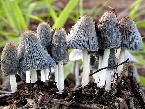 -,   (Coprinus comatus)