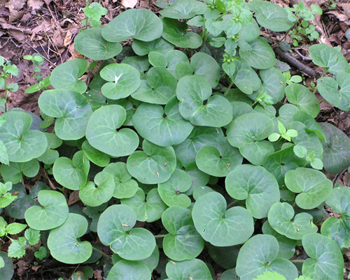   (Asarum ceropaeum)