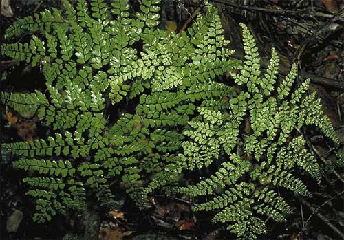  (. Adiantum)