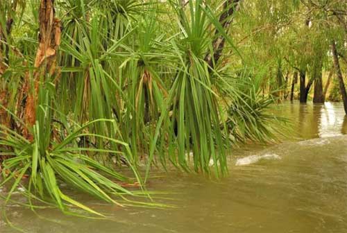 ,   (. Pandanus)