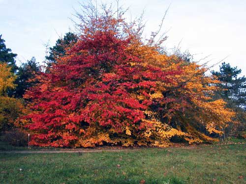   (Parrotia persica)