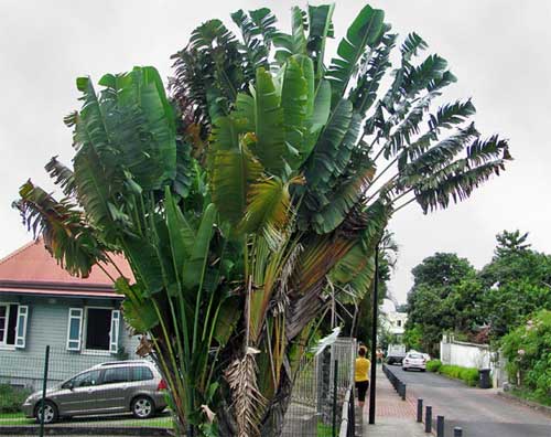   –   (Ravenala madagascariensis)