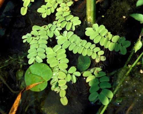   (Salvinia natans)