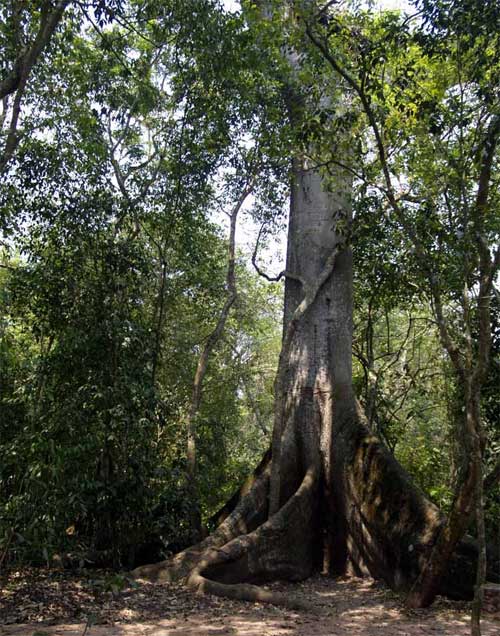 В центре - Хлопковое дерево, или Капок, или Сейба пятитычинковая (Ceiba pentandra) с характерными контрфорсными (досковидными) корнями - подпорками. Национальный парк Копан, запад Гондураса