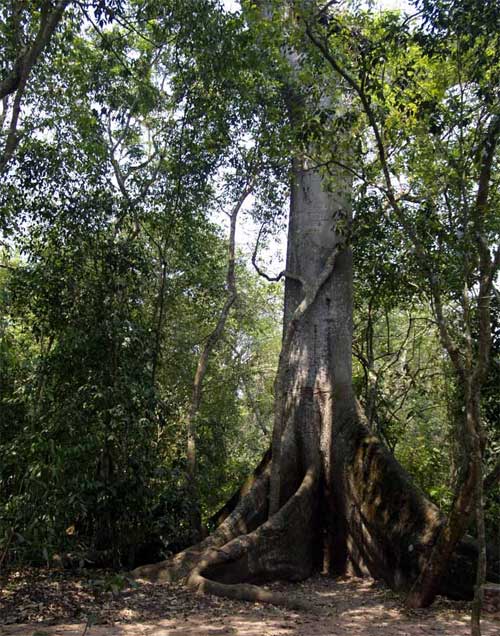   -  ,  ,    (Ceiba pentandra)    ()  - .   ,  