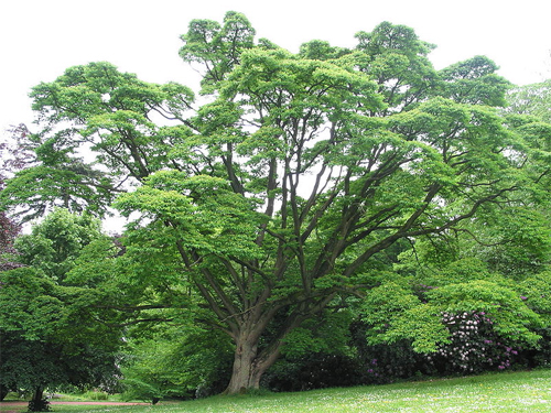 Амурский бархат: общий вид взрослого дерева