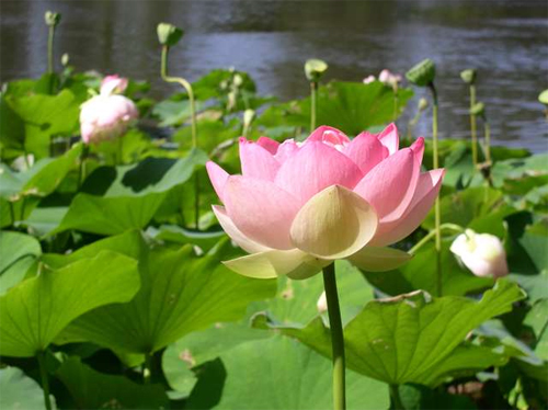   (Nelumbo nucifera)