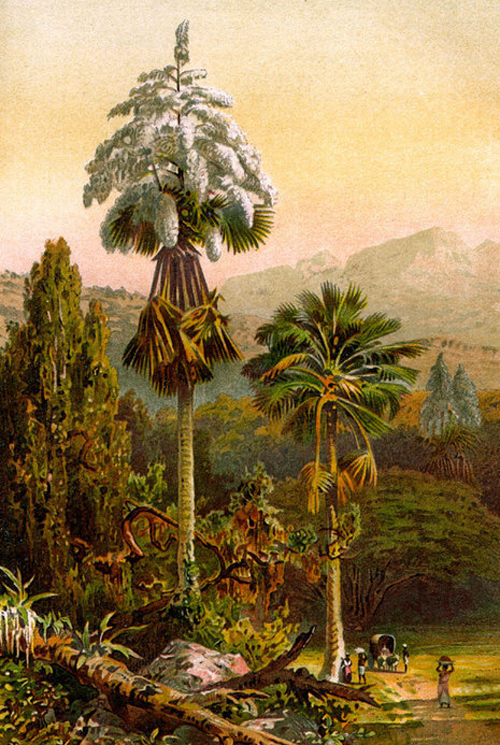 Корифа зонтиконосная (Corypha umbraculifera) цветет на Цейлоне. Картина 1913-го года.