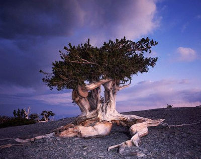 Самое старое дерево - сосна остистая (Pinus aristata). Место произрастания- США, Невада, в горах на высоте 3275 м. Возраст- 4900 лет.